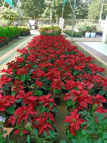 Plante de jardin