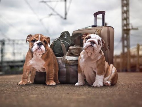 Services de transport d’animaux de compagnie