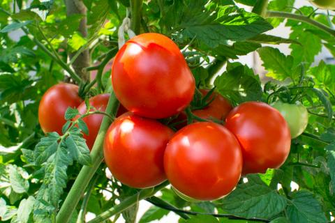 Tomate