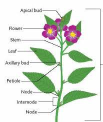 Plante à fleurs