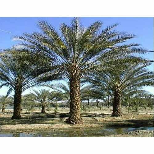 Palmiers dattiers