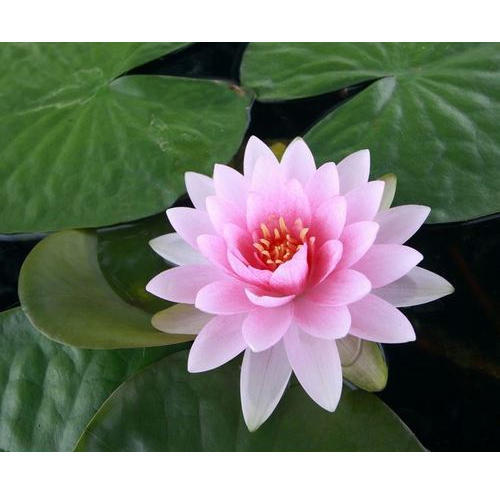 Fleur fraîche